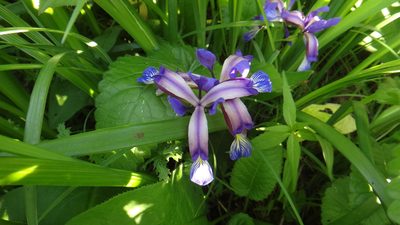 Iris graminea, photographed by Sashko