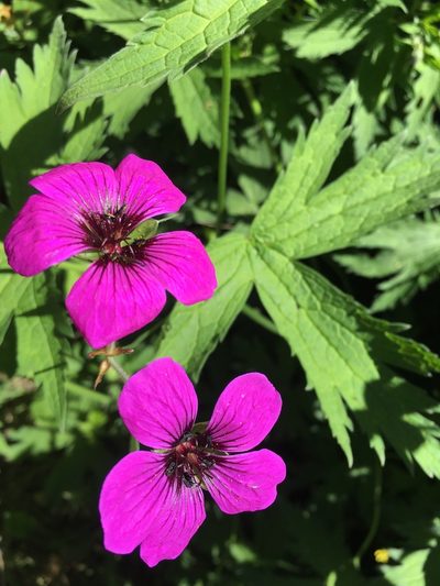 Geranium psilostemon, photographed by Albert Cardona