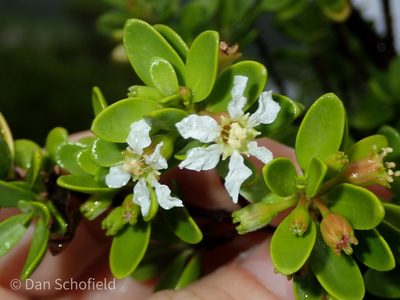 Pemphis acidula, photographed by Dan Schofield