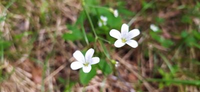Cerastium pauciflorum, photographed by Алексей Ябс