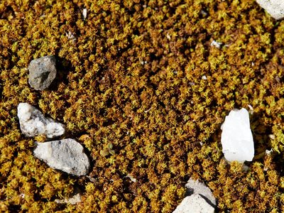 Tortella inclinata, photographed by Andreas Stiller