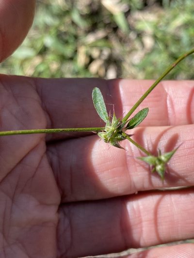 Nyssanthes erecta, photographed by Greg Tasney