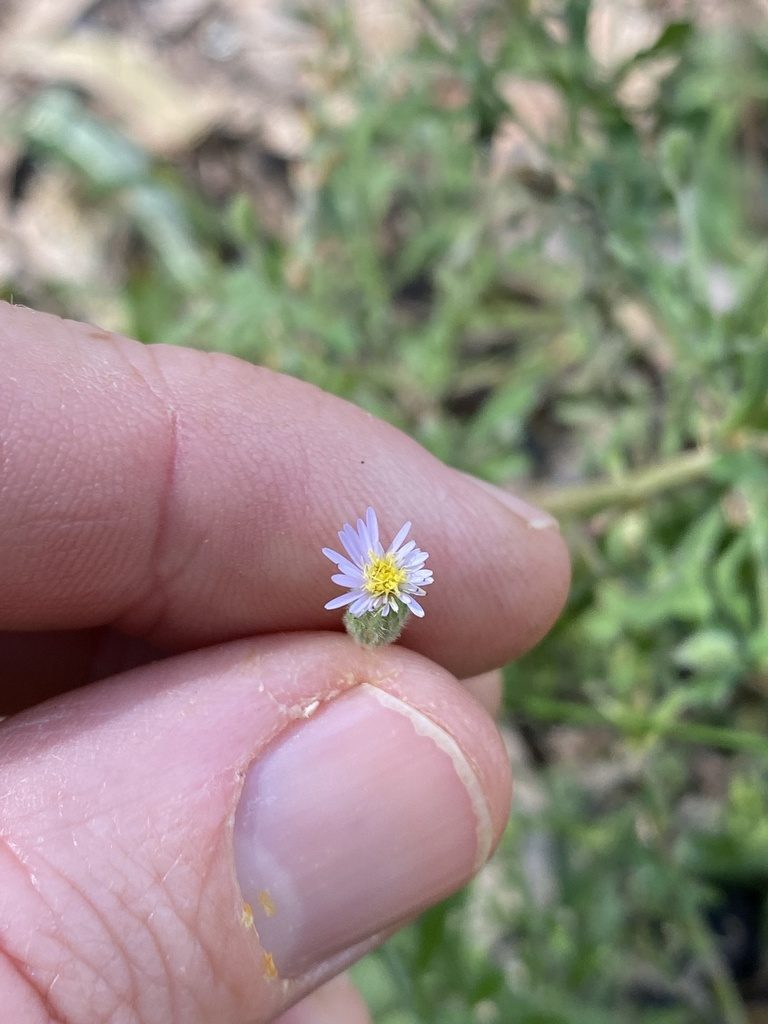 Peripleura hispidula, photographed by Greg Tasney