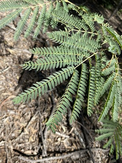 Acacia glaucocarpa, photographed by Greg Tasney