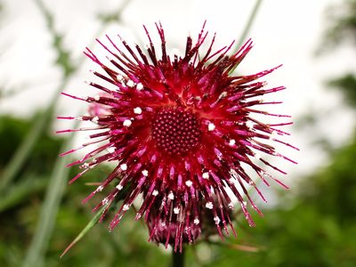 Cirsium suzukii, photographed by 葉子
