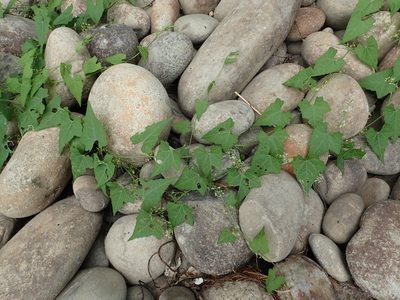 Actinostemma tenerum, photographed by 葉子