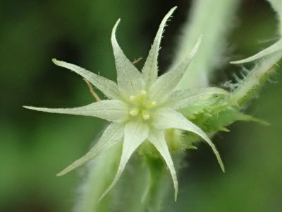 Actinostemma tenerum, photographed by 葉子