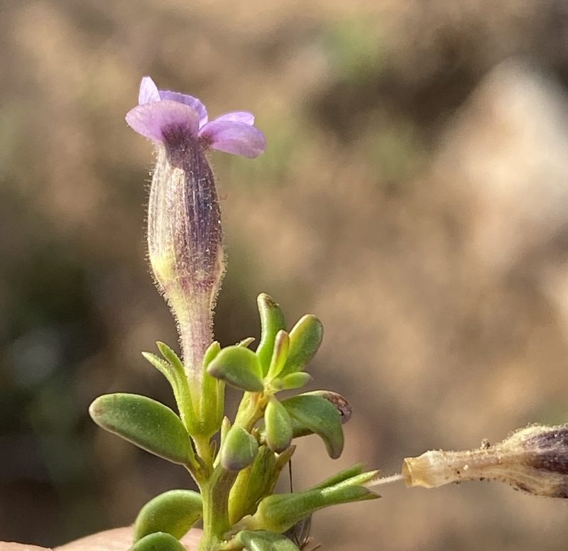 Peliostomum leucorrhizum, photographed by Dave U