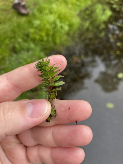 Myriophyllum heterophyllum, photographed by Bonnie Semmling