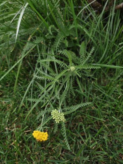 Achillea micrantha, photographed by Дима Орлов