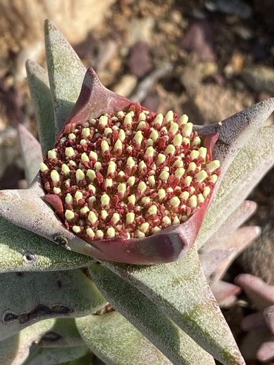 Crassula congesta, photographed by Dave U