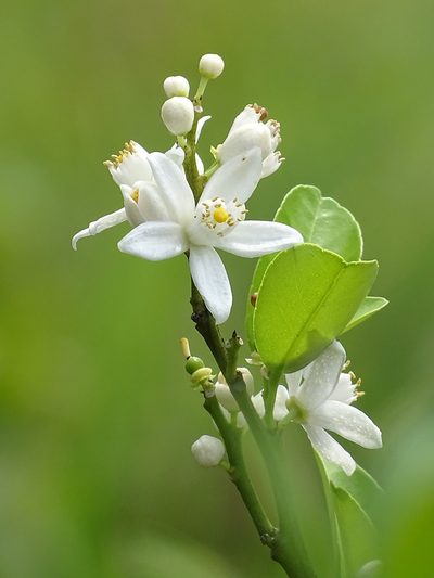 Citrus × aurantium, photographed by 葉子