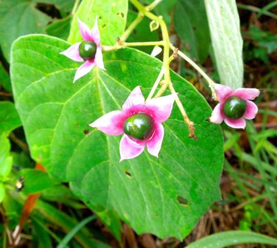 Clerodendrum villosum, photographed by Shawn O'Donnell