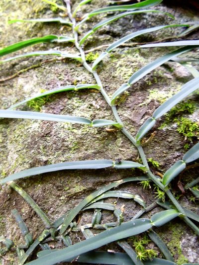Pothos scandens, photographed by Shawn O'Donnell