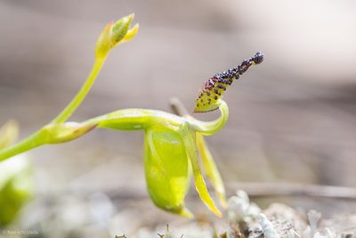 Caleana minor, photographed by Ken-ichi Ueda