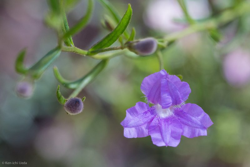Coopernookia barbata, photographed by Ken-ichi Ueda