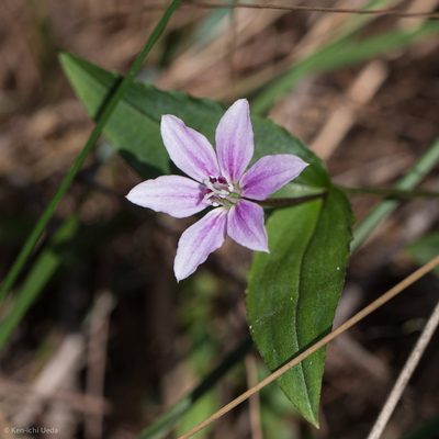 Schelhammera undulata, photographed by Ken-ichi Ueda