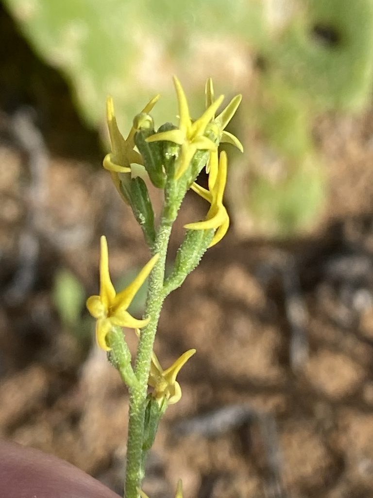 Manulea karrooica, photographed by Dave U