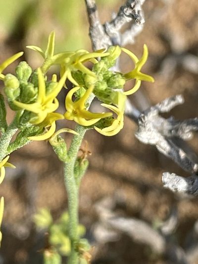 Manulea karrooica, photographed by Dave U