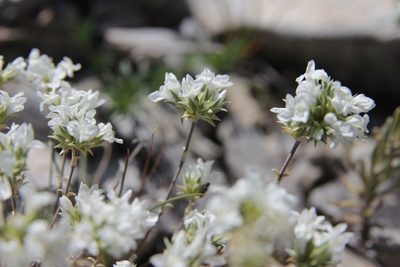 Arenaria aggregata, photographed by Olivier Argagnon