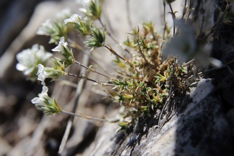 Arenaria aggregata, photographed by Olivier Argagnon