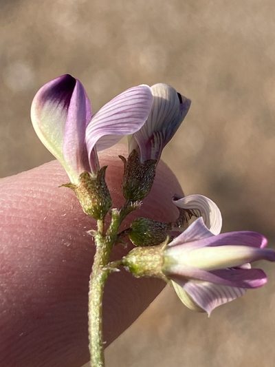 Lessertia annularis, photographed by Dave U