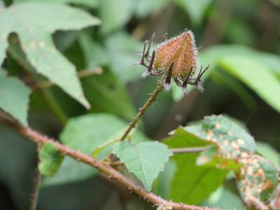 Sabdariffa hispidissima, photographed by Dinesh Valke