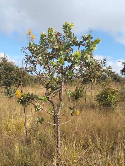 Vochysia elliptica, photographed by Leonardo Bergamini