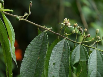 Grewia serrulata, photographed by Dinesh Valke