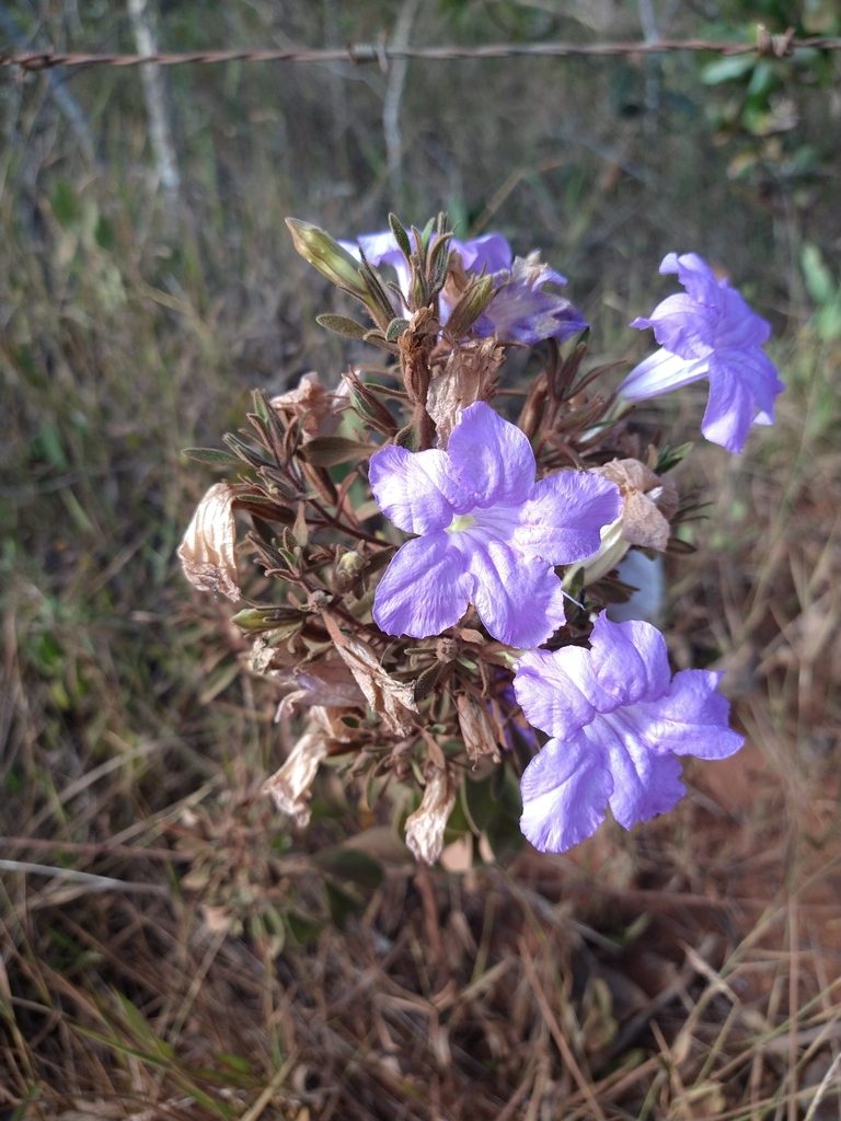 Ruellia incomta, photographed by Leonardo Bergamini
