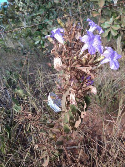 Ruellia incomta, photographed by Leonardo Bergamini