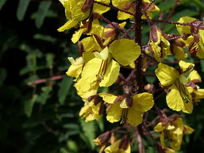 Hultholia mimosoides, photographed by Dinesh Valke