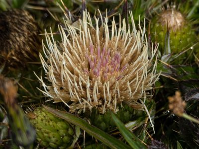 Cirsium quercetorum, photographed by Karen and Mike