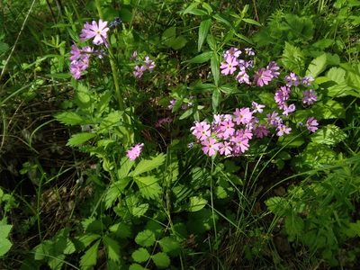Primula cortusoides, photographed by Елена Кизилова