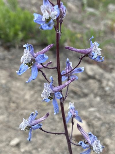Delphinium lineapetalum, photographed by John Leszczynski