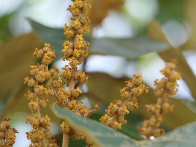 Mallotus tetracoccus, photographed by Dinesh Valke