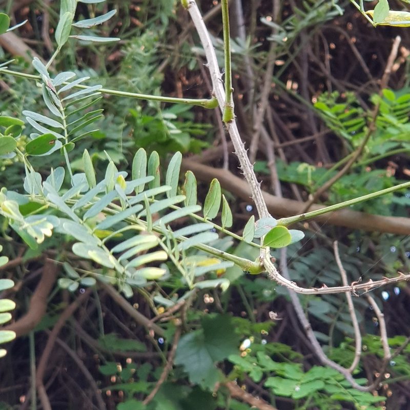 Senegalia kraussiana, photographed by Margaret Burger