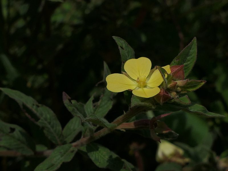 Ludwigia perennis, photographed by Dinesh Valke