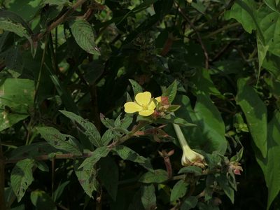 Ludwigia perennis, photographed by Dinesh Valke