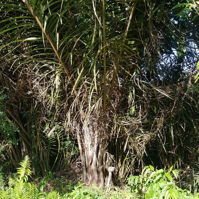 Raphia australis, photographed by Margaret Burger