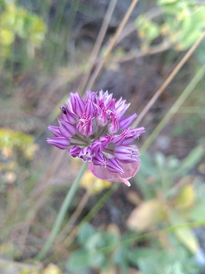 Allium acutiflorum, photographed by Yves Bas