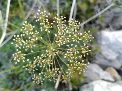 Laserpitium gallicum, photographed by Yves Bas