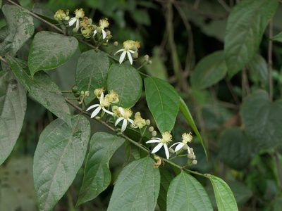 Grewia serrulata, photographed by Dinesh Valke