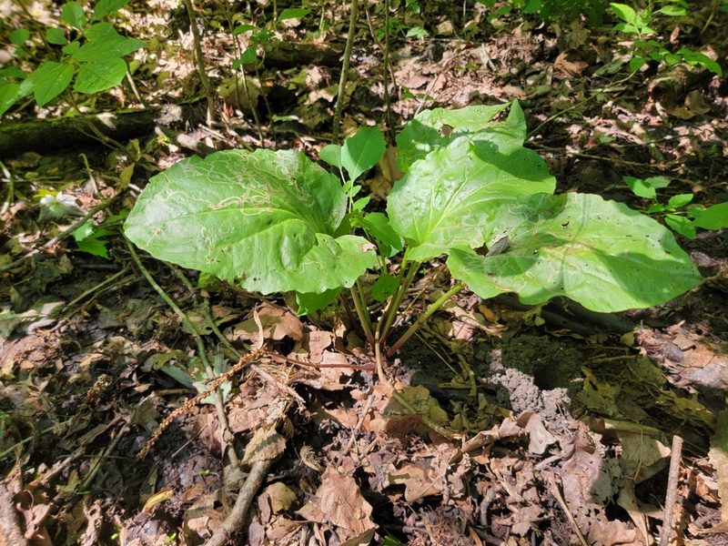 Plantago cordata, photographed by Elias