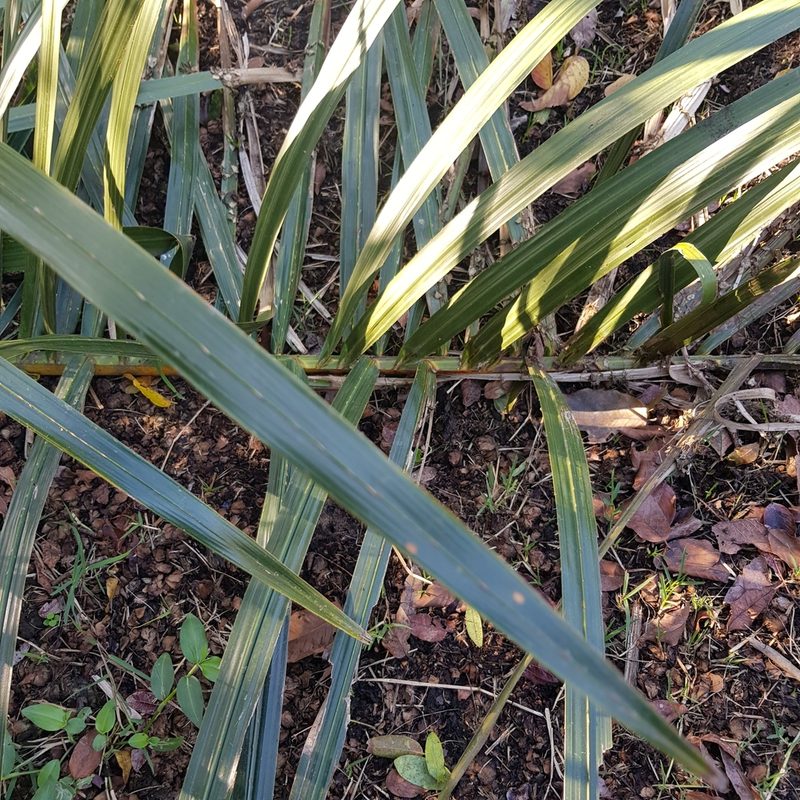 Raphia australis, photographed by Margaret Burger