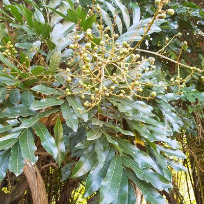 Deinbollia oblongifolia, photographed by Margaret Burger