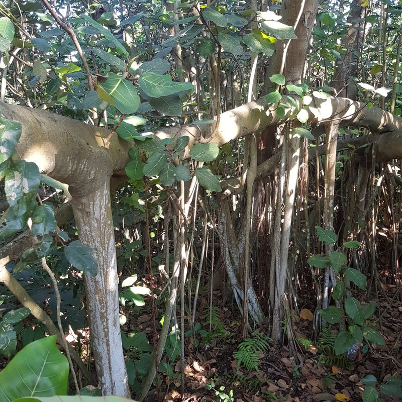 Ficus trichopoda, photographed by Margaret Burger