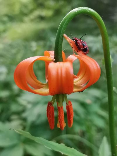 Lilium carniolicum, photographed by Ljaž
