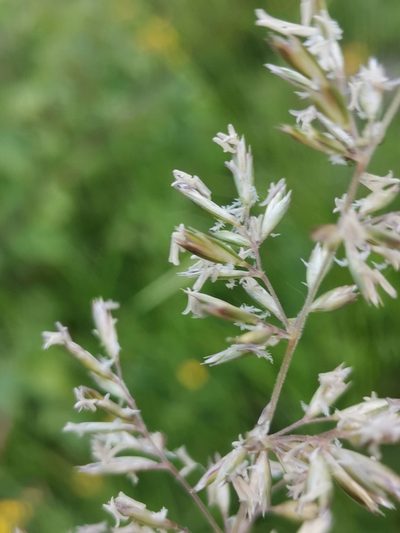 Koeleria pyramidata, photographed by Ljaž