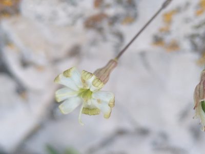 Silene saxifraga, photographed by Yves Bas